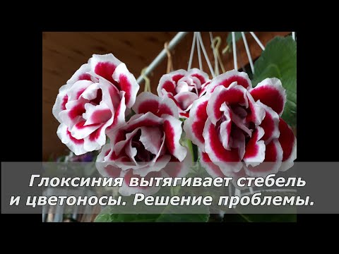 Видео: У глоксинии вытянулся стебель и цветоносы. Что делать?