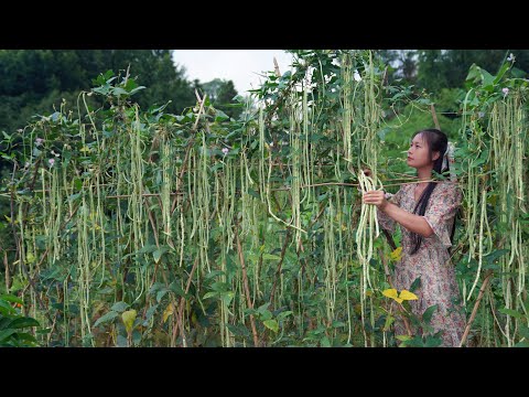 Видео: Сбор коровьего гороха, как водопад!