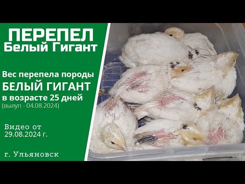 Видео: Вес перепелят породы Белый Гигант в 25 дней