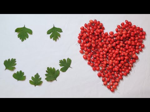 Видео: Эта красная ягода поможет вашему сердцу пережить холодильник 70-х годов (предотвратит сердечные п...