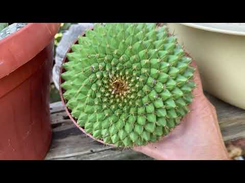 Видео: Суккуленты осенью. Коллекция. Кактусы. Продолжение следует…