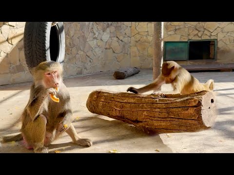 Видео: Беги, Люся, пришло время Лиды! Люся бревна катает одной левой - готовится к бою с Лидой?