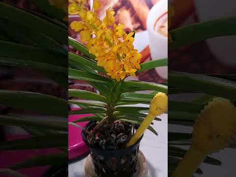 Видео: Цветение Ascocentrum miniatum