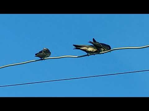 Видео: Улетала ласточка 13 07 2021гг