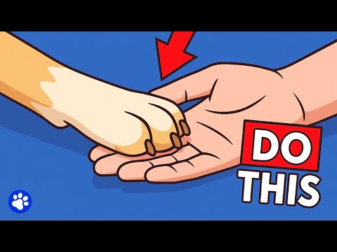 Видео: 10 способов сказать собаке, что вы ее любите (она действительно поймет!)