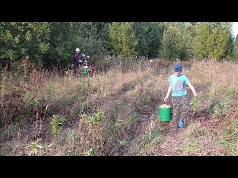 Видео: Ремонт топки. Покраска окон. Сбор грибов.