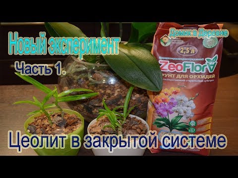 Видео: Цеолит ! Посадка орхидей в закрытую систему ! Новый экспериментальный вариант  Часть 1