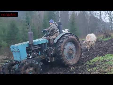 Видео: Быков на цепь ставить начал