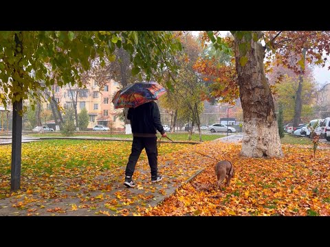 Видео: Питбуль Джина в Ташкенте Приют для собак Вкусняшки на базаре