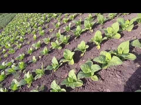 Видео: хлороз пожелтение листьев