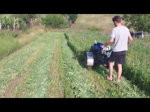 Видео: Покос двух огородов люцерны и высокой травы с доработанной косилкой на тяжёлом мотоблоке.