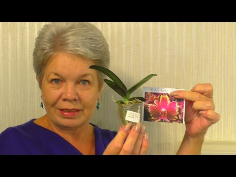 Видео: СПАСАЕМ КОРНИ Орхидеи МАЛЫША 1,7 - Биг Бэнг. Пересадка Из Мха в Перлит для наращивания корней.