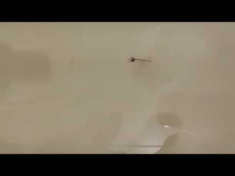 Видео: Хариус - XXL, stream