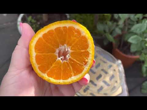 Видео: Мандарин 🍊 Декопон Shiranui, первое плодоношение ,дегустация .