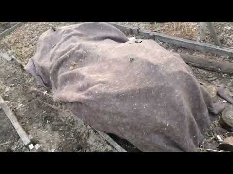 Видео: Персик в Омске после зимовки. Рассказываю как укрываю