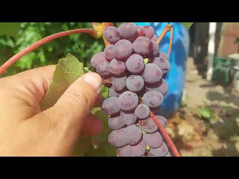 Видео: Выращивание винограда Республика Беларусь г.Столбцы 2025 год
