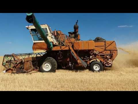 Видео: Комбайн Нива СК 5 уборка озимой пшеницы 3й день