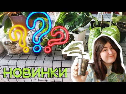 Видео: 20+ НОВЫХ РАСТЕНИЙ ЗА МАРТ 😱