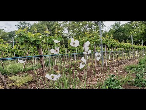 Видео: Покривни култури в лозята. Филм 2