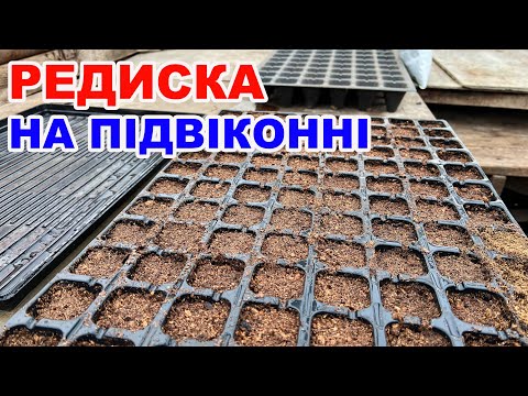 Видео: Вирощування в кассетах на підвіконні !