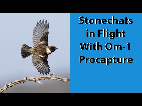 Видео: Фотографирование чеканов в полете с помощью OM-1 Procapture