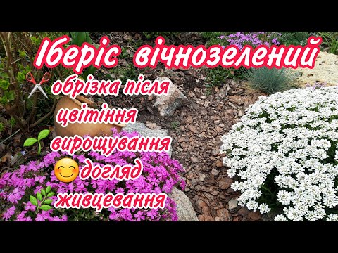 Видео: ІБЕРІС вічнозелений.ОБРІЗКА після цвітіння навесні. Вирощування, догляд,розмноження.Ідеальна рослина