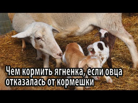 Видео: Чем кормить ягненка, если овца отказалась от кормешки