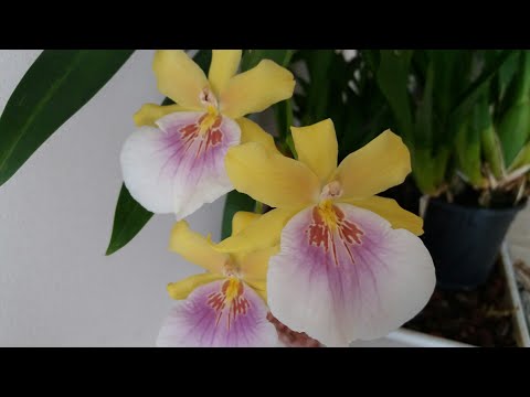 Видео: Пересадка мильтонии Sunset. Оранжевая гниль 😲