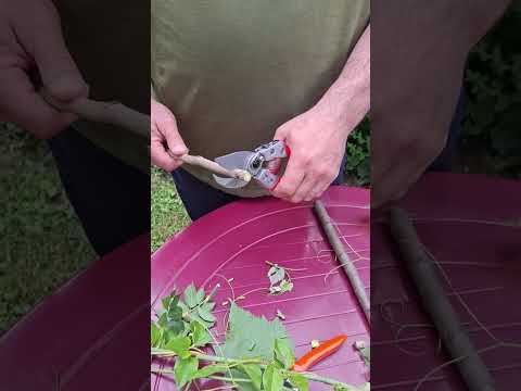 Видео: Секатори з ковадлом.Ars va 8 z/Saboten ex 5/.Löwe 2.107