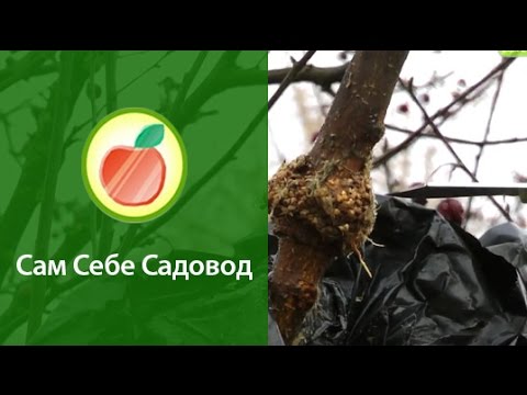 Видео: Размножаем саженцы воздушными (китайскими) отводками. Результат