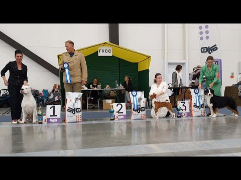 Видео: 24.08.2025, СПб. Клуб "СПбГКСС" (РКФ, РФСС). Выставка собак всех пород "ОСЕННИЙ ПЕТЕРБУРГ" (CAC, ЧФ)
