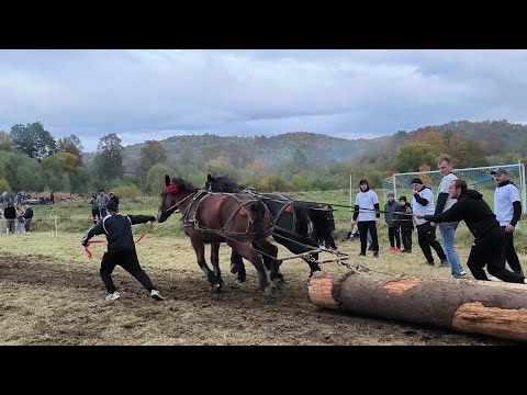 Видео: СИЛА КОНЕЙ ПРИКАРПАТТЯ/КІННІ ЗМАГАННЯ В СЕЛІ ПІСТИНЬ/ДРУГА ЧАСТИНА 
