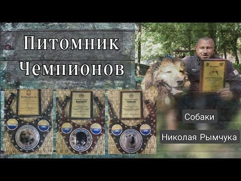 Видео: Питомник 100 алабаев / Собаки Рымчука 1 часть