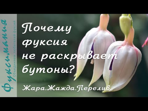 Видео: Почему фуксия не раскрывает бутоны. Жара. Жажда. Перелив.