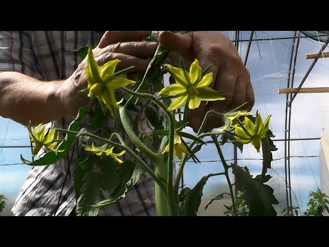 Видео: Как заставить томаты дружно цвести и завязывать плоды