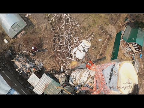 Видео: Спил пары ёлок и берёзы в СНТ Ранетка   часть 3