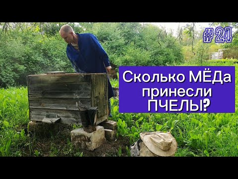 Видео: Сколько МЕДа принесли ПЧЕЛЫ?