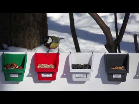 Видео: Вкусы синиц / Эксперимент с орехами и семечками