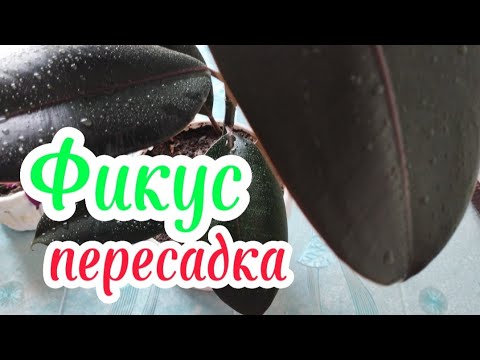 Видео: Фикусты отырғызу.#өсімдік #өсіру #гүлдер #оңай #күтім #фикус#черныйпринц Гүлдер әлемі 🌹