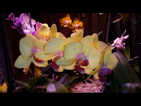 Видео: Обзор | Мои Орхидеи | My Orchids | November, 2019