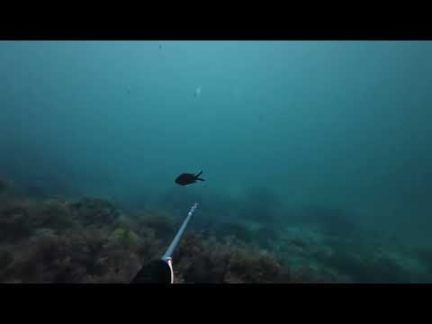 Видео: 16 pro titan grey утренняя подводная охота август 2025 Симеиз