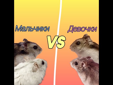 Видео: SUPER HAMSTERS \ Мальчики VS Девочки \ Гонка за сыр!