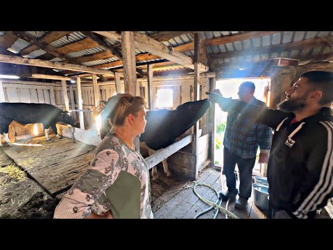 Видео: ПРИШЛИ ДЕЛИТЬ СКОТИНУ В САРАЙ! ЭТО БЫЛО НЕИЗБЕЖНО…😭😱
