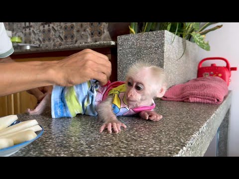 Видео: Что происходит, когда Баба-Обезьянка видит, как папа надевает рубашку? Его реакция удивительна!