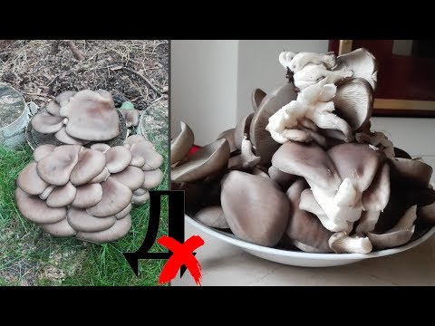 Видео: Как посадить и вырастить грибы возле дома на пне