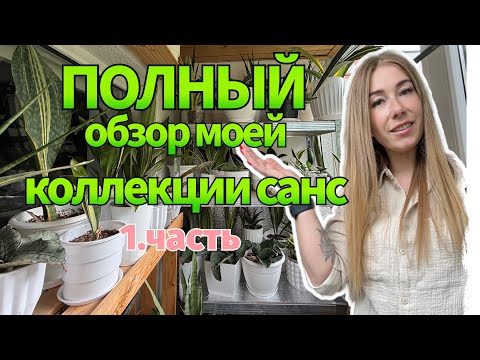 Видео: Полный обзор моей коллекции санс 💚 1.часть #сансевиерия #сансы #sansevieria