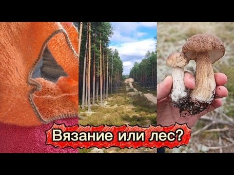 Видео: ВЯЗАЛЬНЫЙ ВЛОГ 🍂🍁 ВЯЗАНИЕ ИЛИ ПО ГРИБЫ? 🍄