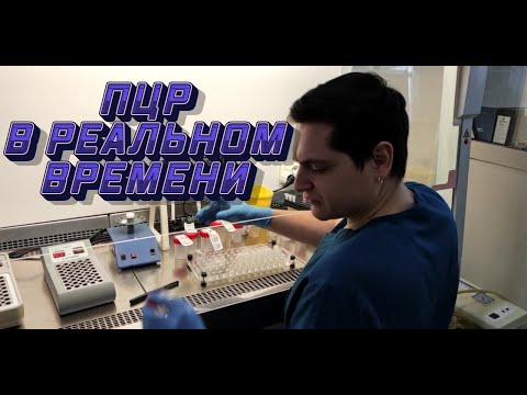 Видео: ПЦР REAL TIME ОТ и ДО понятными словами. Рекомендации к анализу. Выделяю ДНК Боррелии из клеща!