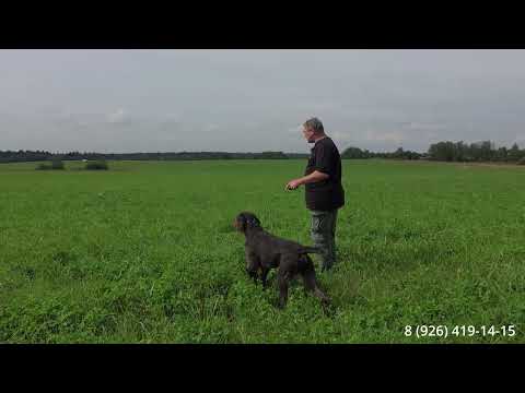 Видео: Работа со сложной собакой. Финал