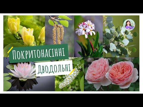 Видео: Покритонасінні. Дводольні